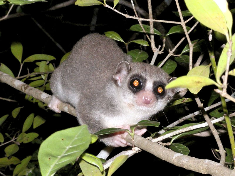 Chirogale (Cheirogaleus)_Lokobe