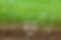 Thatch.png