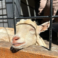 Gabriola Goat Experience