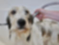 Dazzle Dogs58_edited_edited.jpg