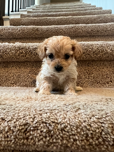 Meet Luna: Your Future Maltipoo Companion