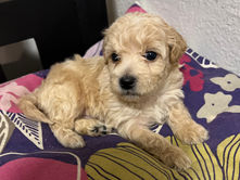 Maltipoo Puppies for Adoption