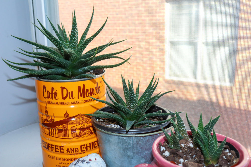 10 Pet-Friendly Plants That Are Safe For Your Pets!