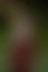 kauai wedding photography, kauai wedding photographer, Koloa Landing wedding, Poipu wedding photographer,