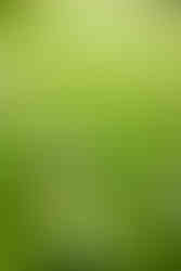 kauai wedding photography at the Sheraton poipu