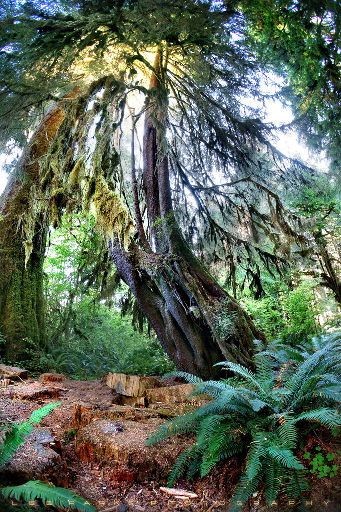 The Hoh Rainforest
