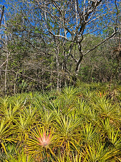 Curacao__63c665aa85e348f99cac3f0d2795c574_1241.jpeg