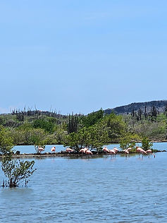 Curacao__63c665aa85e348f99cac3f0d2795c574_503.jpeg