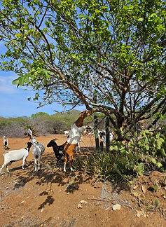 Curacao__63c665aa85e348f99cac3f0d2795c574_2091.jpeg
