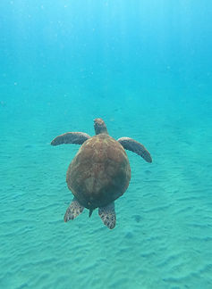 Curacao__63c665aa85e348f99cac3f0d2795c574_2375.jpeg
