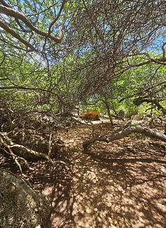Curacao__63c665aa85e348f99cac3f0d2795c574_860.jpeg