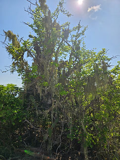 Curacao__63c665aa85e348f99cac3f0d2795c574_1297.jpeg