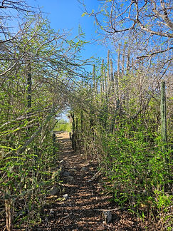 Curacao__63c665aa85e348f99cac3f0d2795c574_1218.jpeg