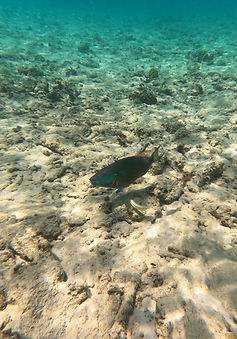 Curacao__63c665aa85e348f99cac3f0d2795c57