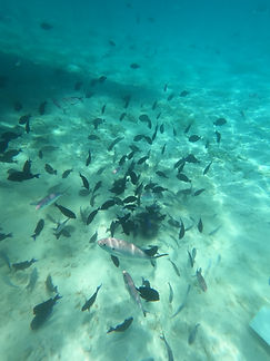 Curacao__63c665aa85e348f99cac3f0d2795c574_1638.jpeg