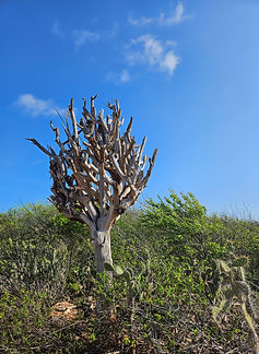 Curacao__63c665aa85e348f99cac3f0d2795c574_1237.jpeg