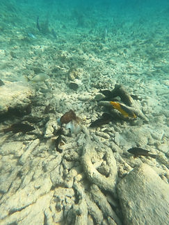 Curacao__63c665aa85e348f99cac3f0d2795c574_1169.jpeg