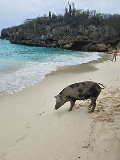 Curacao__63c665aa85e348f99cac3f0d2795c574_442.jpeg