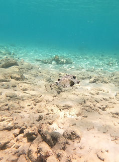 Curacao__63c665aa85e348f99cac3f0d2795c57