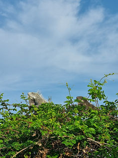 Curacao__63c665aa85e348f99cac3f0d2795c574_494.jpeg