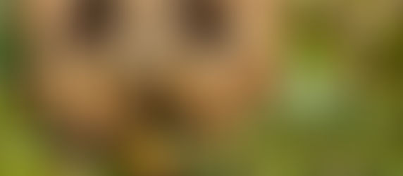 Perception and Pareidolia