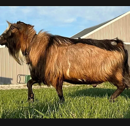 Screenshot 2025-08-28 at 11.44.19 AM.png