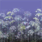 Umbelliferae | Umbellifer Flower Meadow Art with Cow Parsley and Ammi