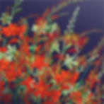 Midnight Montbretia | Flower Garden with Fiery Red and Orange Montbretia (Crocosmia)