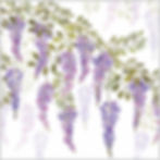 Wisteria Blossoms | Art Licensing