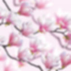 Japanese Magnolia Blossoms | Pink Spring Blossom