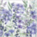 Agapanthus Meanderings | Blue Cottage Garden Flower Meadow