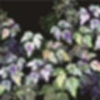 Leafy Cascade | Leaf Foliage Art