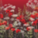 Poppy Field at Sunset | Evening Wildflower Meadow with Red Poppy Flowers