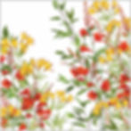 Lily of the Incas and Falling Stars | Montbretia (Crocosmia) and Alstroemeria Flowers