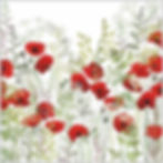 Poppy Field | Wildflower Meadow with Red Poppy Flowers