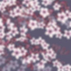 Spring Blossom | Pink Cherry Blossoms | Available to License