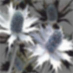 Silver Eryngiums | Miss Willmott's Ghost Flowers