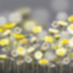 Dandelion and Daisy Meadow | Wildflowers, Daisies and Dandelions