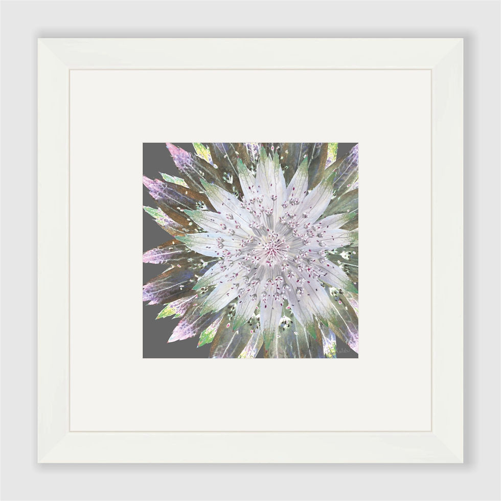 Thumbnail: Starburst Astrantia Art Print