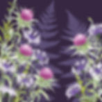 Evening Thistle Ramble | Hedgerow Wildflowers with Pink Thistles, Centaurea and Bracken Ferns