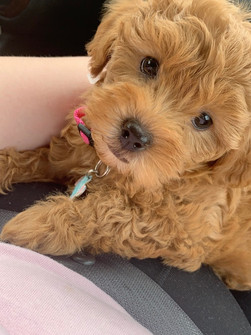 Millie