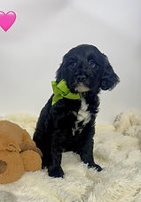 IMG_7869.jpeg