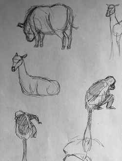 Animal Life Drawings