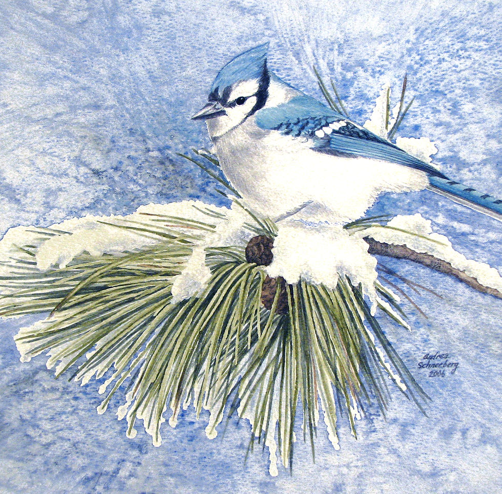 Winter Pine-Blue Jay