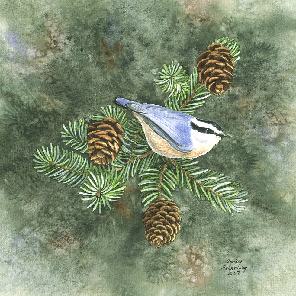 Pine Cone Nuthatch