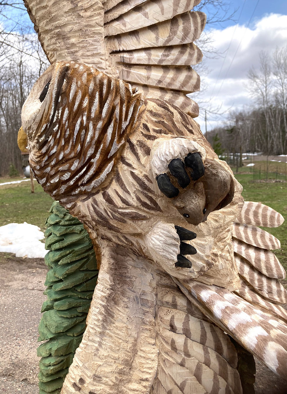 Barred-Closeup