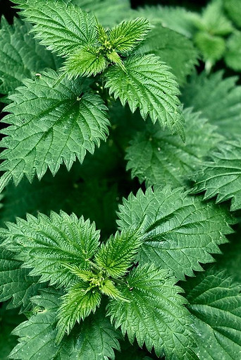 stinging nettle_edited.jpg