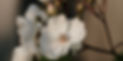 white%20cherry%20blossom%20in%20close%20up%20photography_edited.jpg