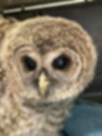 Barred owlet