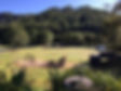 IMG_7651.jpeg